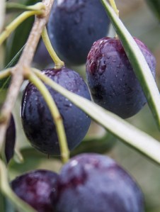 Olives, olive grove